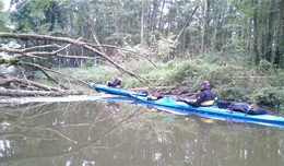 Bäume in der Elde