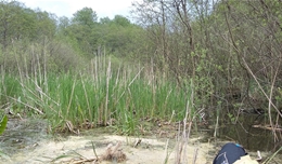 Schwimmende Wasserpflanzen verstopfen den Ausgang vom Melzer See.